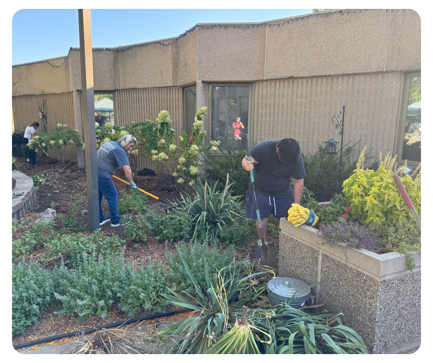 People clearing brush from garden